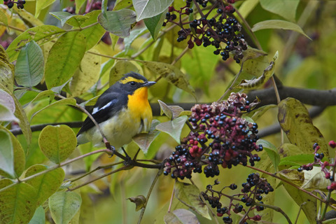 DSC_9524.jpg