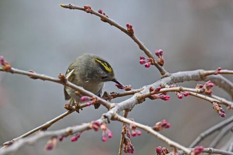 DSC_9554.jpg