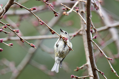 DSC_9565.jpg