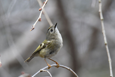 DSC_9580.jpg