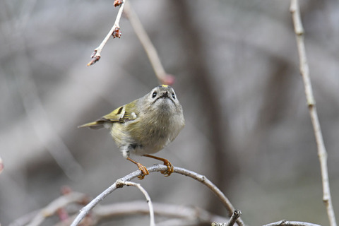 DSC_9586.jpg
