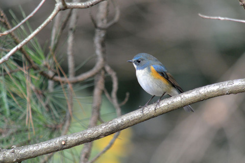 DSC_9600.jpg