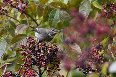 DSC_9601.jpg