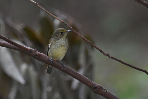 DSC_9642.jpg
