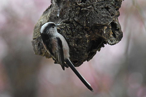 DSC_9644.jpg