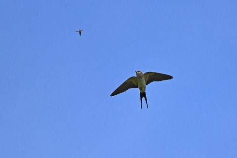 DSC_9651.jpg