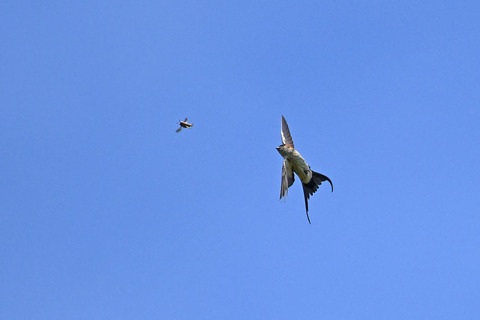 DSC_9652.jpg