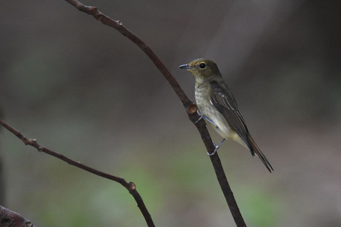DSC_9658.jpg