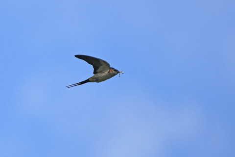 DSC_9666.jpg