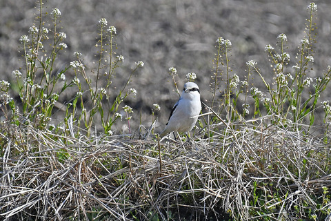 DSC_9666.jpg