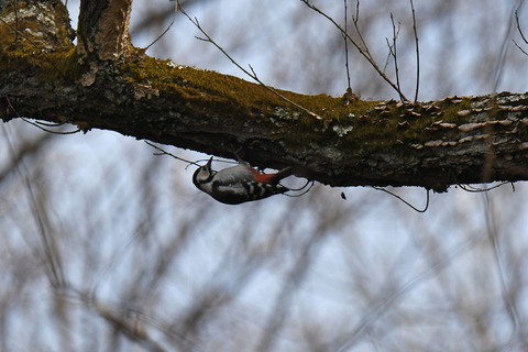 DSC_9671.jpg