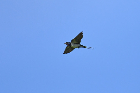 DSC_9691.jpg