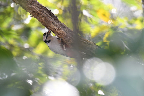 DSC_9716.jpg