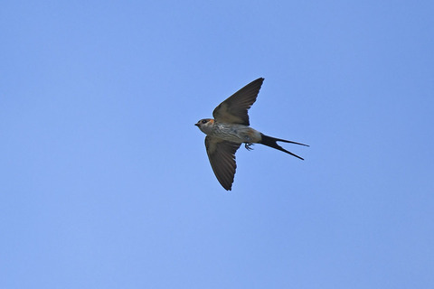 DSC_9730.jpg