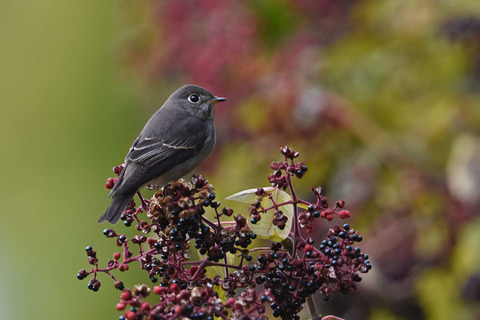 DSC_9732.jpg