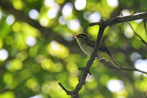 DSC_9740.jpg