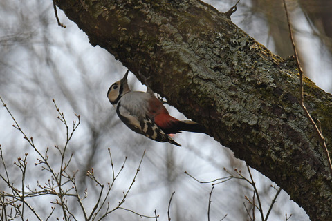 DSC_9747.jpg