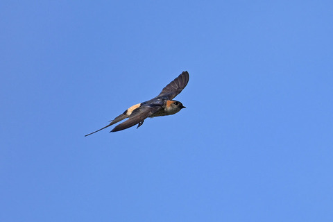 DSC_9761.jpg
