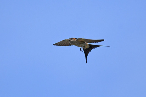 DSC_9777.jpg