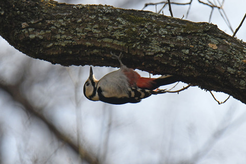 DSC_9785.jpg