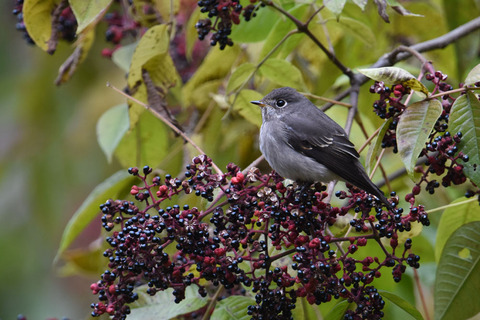 DSC_9787.jpg