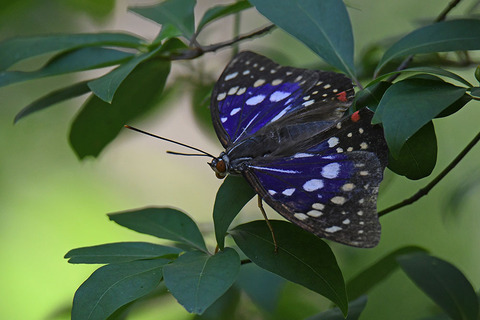 DSC_9819.jpg