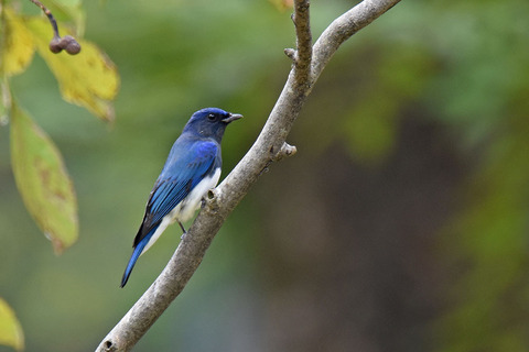 DSC_9833.jpg