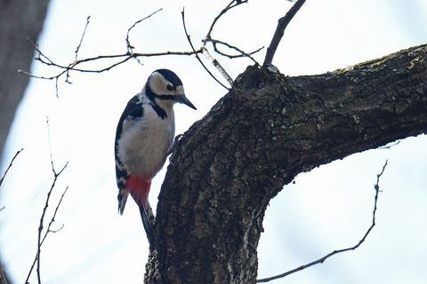 DSC_9844.jpg