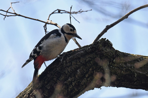 DSC_9861.jpg