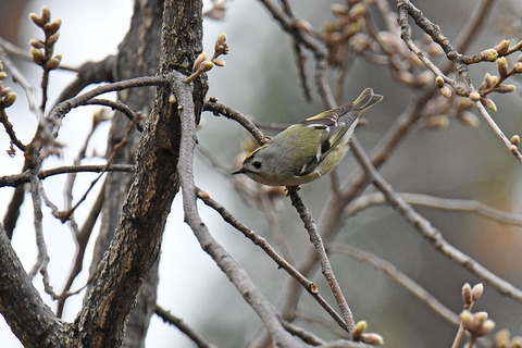 DSC_9868.jpg