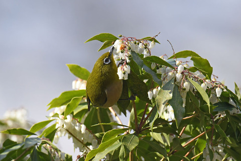 DSC_9896.jpg
