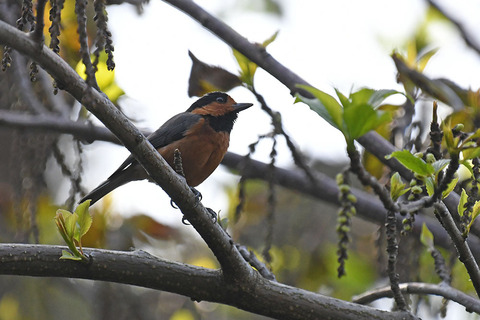 DSC_9926.jpg