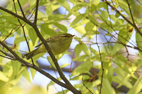 DSC_9930.jpg