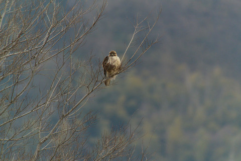 DSC_9949.jpg