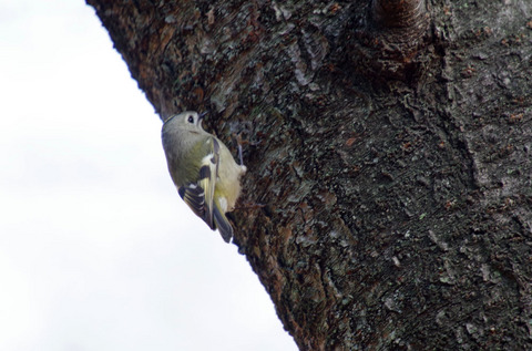 IMGP0359.jpg
