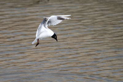 IMG_1642.jpg