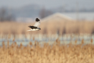 IMG_1875.jpg