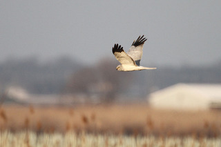 IMG_1925.jpg