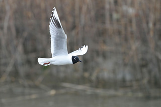 IMG_2824.jpg