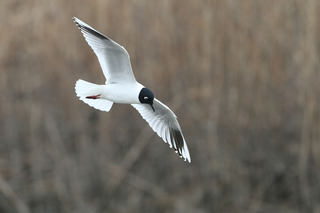 IMG_2829.jpg