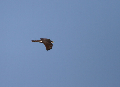 IMG_3159.jpg