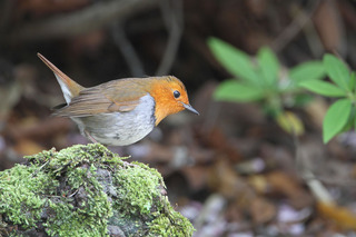 IMG_3237.jpg