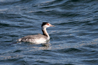 IMG_3245.jpg