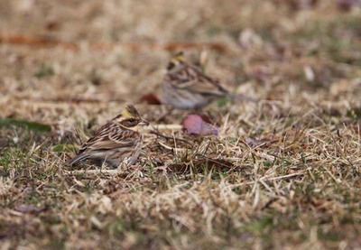 IMG_3325.jpg