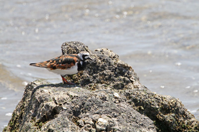 IMG_3625.jpg