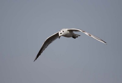 IMG_3720.jpg