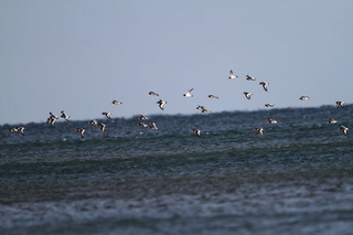IMG_4153.jpg