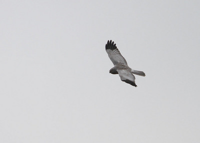 IMG_4157b.jpg