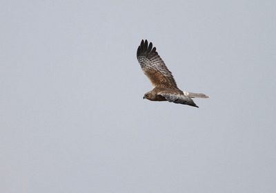 IMG_4546b.jpg