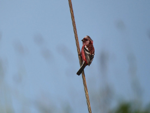 IMG_5417.jpg